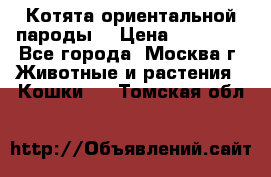 Котята ориентальной пароды  › Цена ­ 12 000 - Все города, Москва г. Животные и растения » Кошки   . Томская обл.